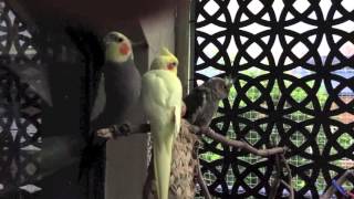 Babylon sings to the thunder