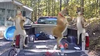 Sir Mix a lot 2 horse deer dancing in truck