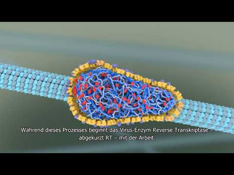 Wie vermehrt sich HIV im Körper?