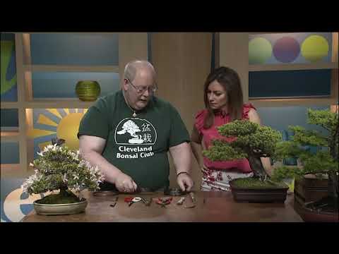 And now, for something completely different …. the Cosmic Bonsai LARP