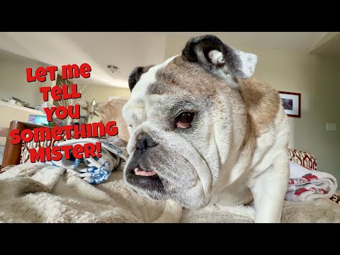 Reuben, die Bulldogge: Die Beschwerden