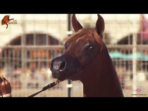 N 76 DYNAMITE KA   2020 Menton Mediterranean and Arab Countries Arabian Horse Championship   Yearlin