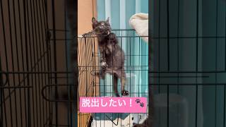 【子猫】ケージから脱出したいジジ！ひたすらよじ登った結果…🐈 #癒し動画 #可愛いペット #猫のケージ
