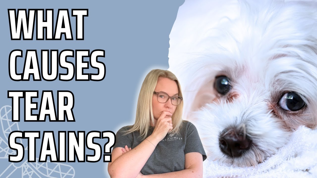 How To Stop Tear Staining In Dogs? | Video