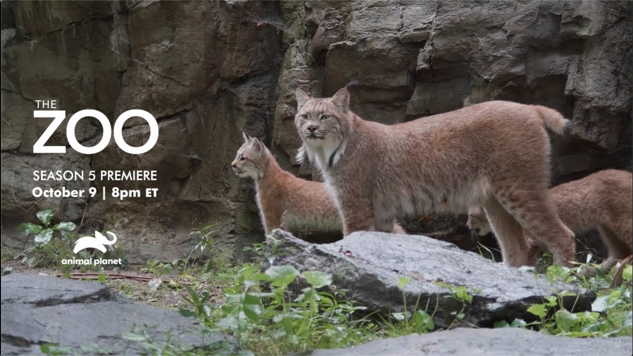 THE ZOO Season 5 Premiere Announcement | Bronx Zoo - YouTube