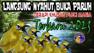Download lagu Terapi Pleci terbaru 2023 Agar Pleci Buka Paruh, Terapi Pleci Terbaru Paling Ampuh mp3
