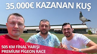 Türkiye Premium Pigeon Race 2025 - 505 Km - Final Yarışındayız ...