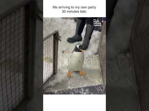 Un adorable bébé pingouin arrive à une réunion d'accueil