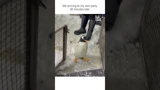 Un adorable bébé pingouin arrive à une réunion d'accueil