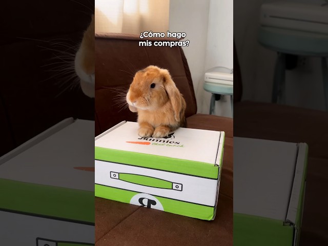 Vídeo relacionado con FIDWALL 3 Pcs Wooden Bunny Toys with Bell,Safe Juguetes para Dientes,Juguetes para Conejos Enanos para Interior y Exterior,Conejos Accesorios para Mascotas