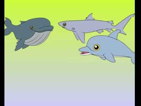 Qual der Wal trifft seine Freunde