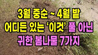 3월 중순 ~ 4월 밭 어디든 있는 '이것' 풀아닌 귀한 봄나물 7가지