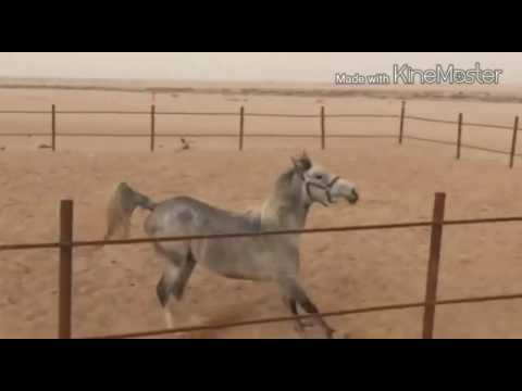 الفرس شيخه مشاءالله تبارك الله 😍❤