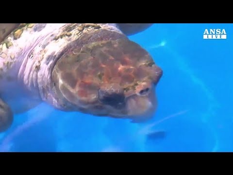 Brasile 2014: Big Head prevede i risultati come il polpo Paul