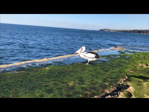 Pelican eating fish in the beach