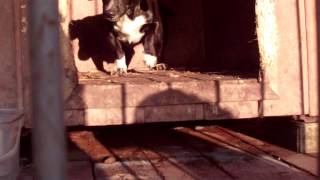 preview picture of video 'Psie schronisko włoszakowice'