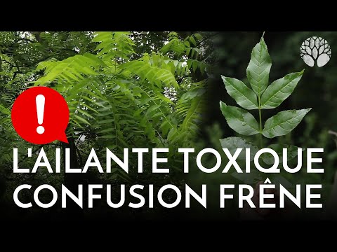 Ailanthus: toxic confusion of the ash!