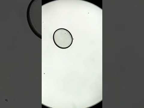 Tap water under the microscope! (You will be surprised!)