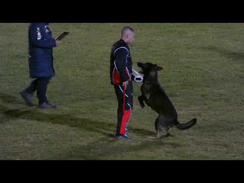 WUSV 2021 BEL 3 - JURGEN WOLFS & OSCA DI CASA NOSELLA C87