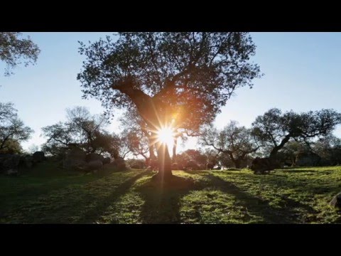 Restaurante Cinco Jotas Madrid, uma referência de altura na rua Jorge Juan