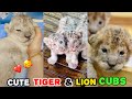 Cute Funny Tiger And Lion Cubs Compilation Roar Howl Tiger Lion Cubs