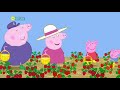 Peppa Pig S06E16 Strawberries