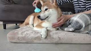 近況を語ってみた。#柴犬#犬との暮らし#日常#面白い#かわいい#癒し#shibainu