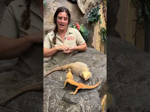 This is How Bearded Dragons show Their Dominance😅🤩