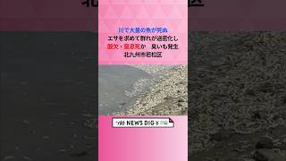 川で大量の魚が死ぬ　エサを求めて群れが過密化し酸欠・窒息死か　臭いも発生　北九州市若松区 #shorts #news