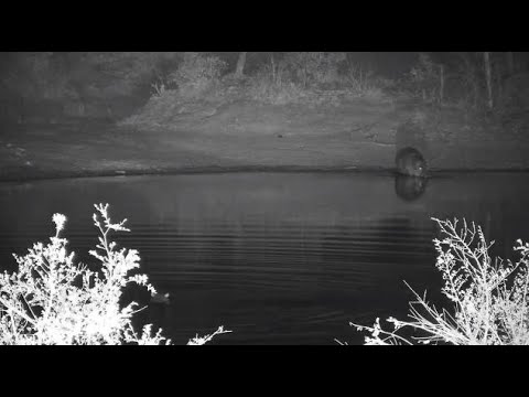 Djuma: Second Hippo arrives - 22:32 - 09/23/20