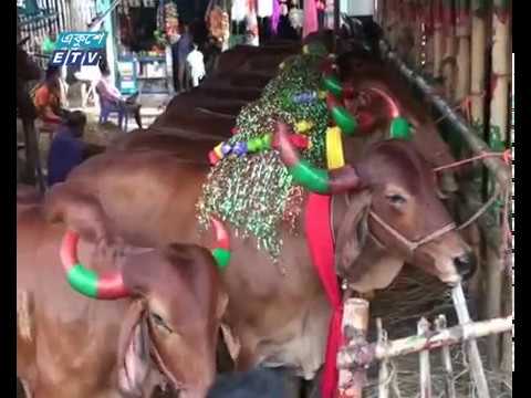 পশুর হাটে চলছে শেষ মুহূর্তের কেনাবেচা