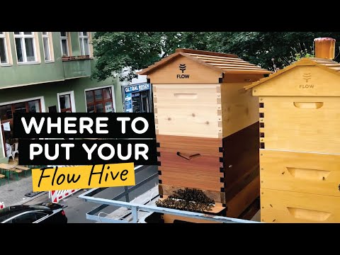 Where to put your bee hive - TheBeekeeper.org