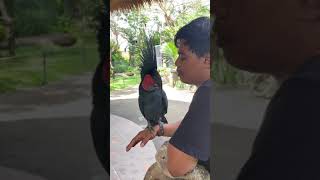 Download lagu Burung kakak tua hitam#😱😱😱😶‍🌫️ mp3