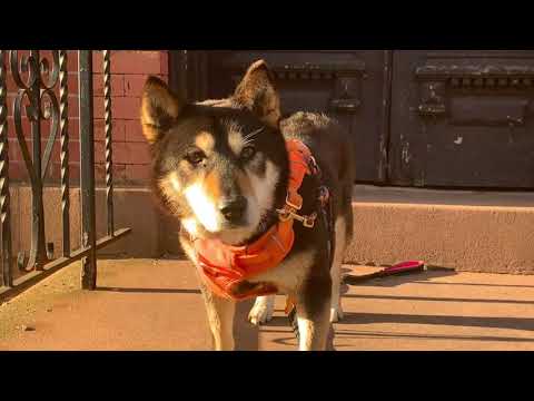 Walker, an adopted Shiba Inu Mix in Long Island City, NY_image-1