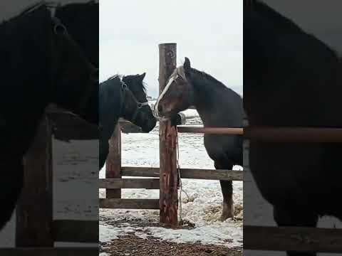 Milka and Pony Meet the Stallion for the First Time 🐎❤️ | Emotional Horse Reunion