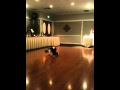 Qik - Mikey stole the show! by Chris Potter
