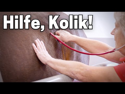 Wenn Bauchschmerzen gefährlich werden... | Hilfe mein Pferd kolikt 😔