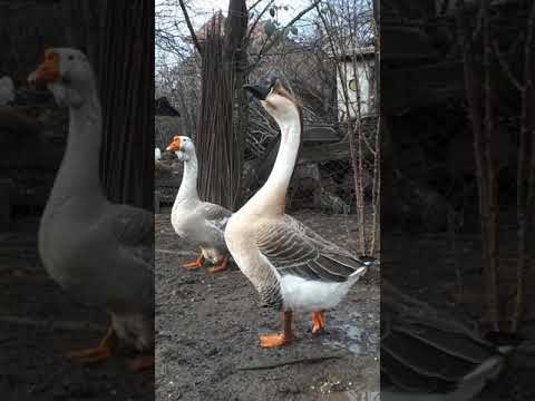 , title : 'Gaste 2020 / geese / goose /  half breed african+chinese'