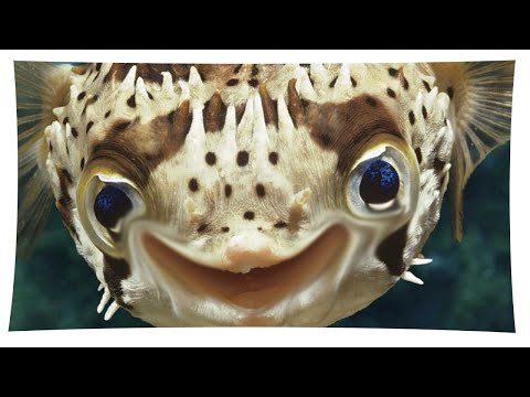 LUCIAN NAMI ist ja immernoch komplett dumm?!