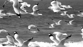 THE VIETNAM VETERANS ~ ''Run Baby Run''