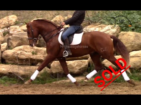 *SOLD* PRE Stallion 2015 - 4 dressage level [R#1923]
