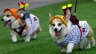 Corgis corren, ladran y se disfrazan en un concurso singular en Vilna