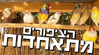 ציפורי הנוי עוזבות את הציפוריה ויוצאות למתחם התעופה החופשית לחופשת הקיץ