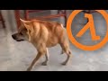 Houndeye IRL Half Life SFX