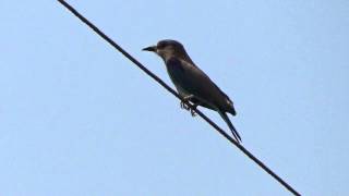 Sharp and Pointed Beak of Indian Roller  or Nilpankha, of  निलपंख