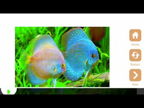 Sea world Puzzle Video