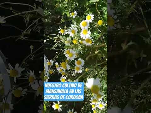 Mansanilla en San Esteban.Cordoba.#agriculturaregenerativa #plantas
