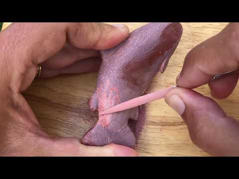 Mi’kmaw Stone Carver- Plamu (Salmon)