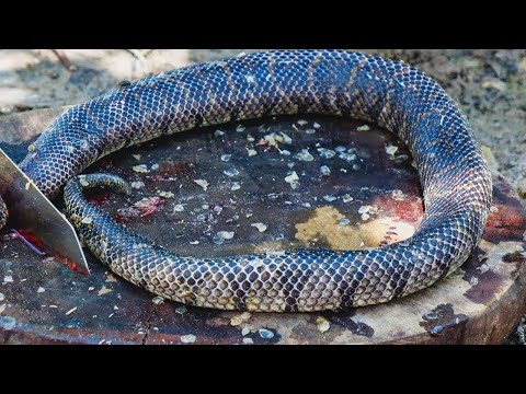 Village cooking​ Giant Snake Soup  Delicious Big Python Boil For Food
