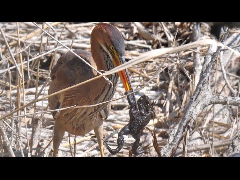 Airone rosso a caccia - Purple herons hunting for amphibians, Common toad (Ardea purpurea)